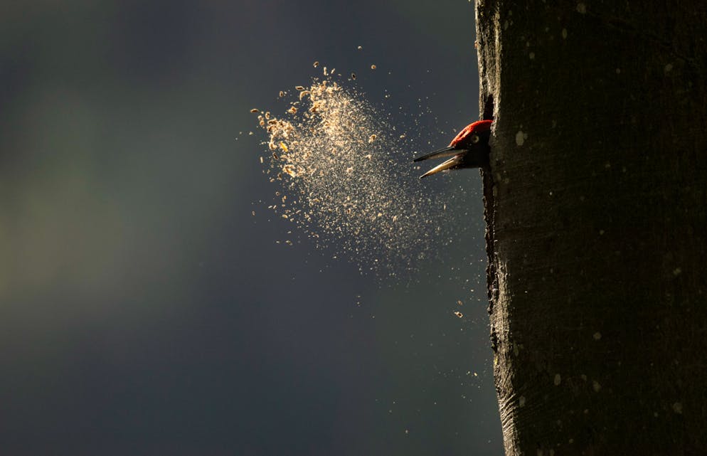 Chant des forêts. Les arbres morts sont de merveilleux abris pour toutes sortes d'animaux, comme ici le pic épeiche.