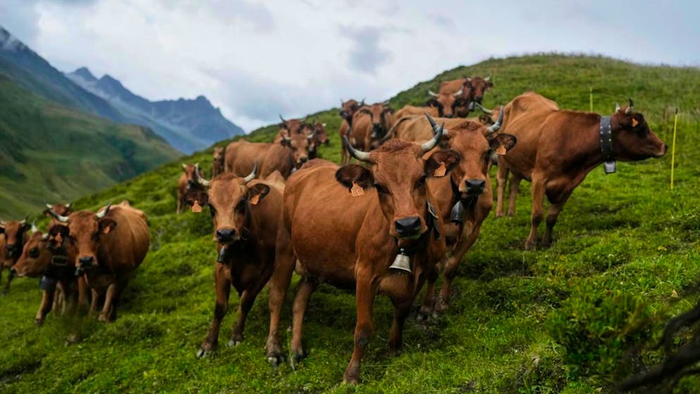 Les vaches ont été vaccinées contre la DNC mais une vache a été testée positive, ce qui doit entraîner d'après les services de l'Etat l'abattage de tout le troupeau (image d'illustration).