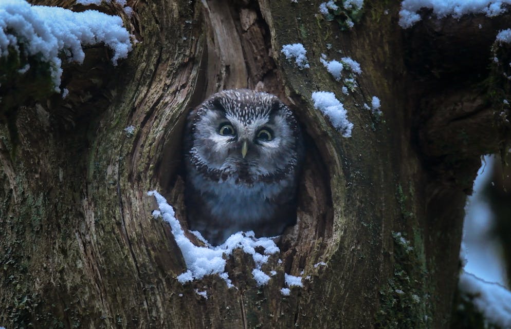 Chant des forêts. Il faut se lever tôt pour voir les petites chouettes!