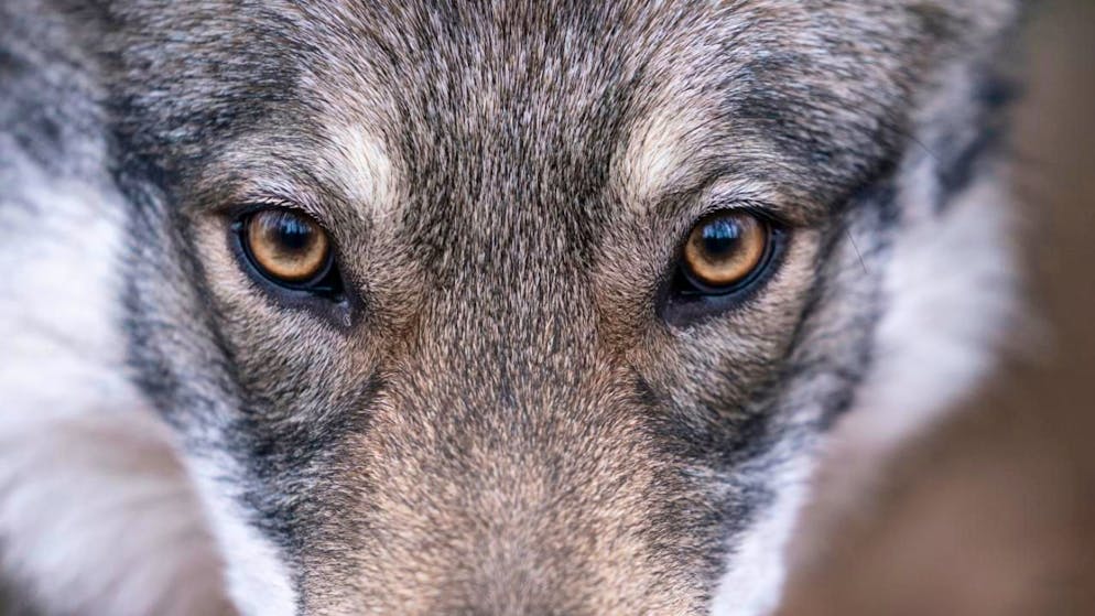 Facebook s'enflamme. Il tombe nez à nez avec un loup à la gare de Saint-Maurice!