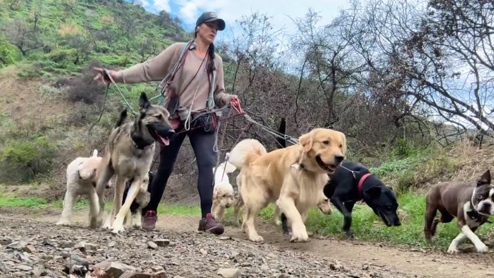 L.A. Calling: Simone's Hollywood Stories. So viel verdient eine Schweizer Hundesitterin in Los Angeles