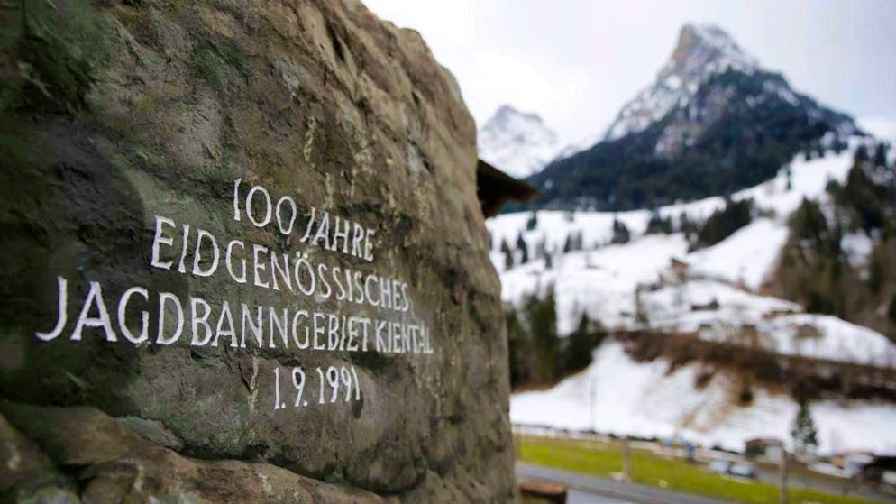 In future, it should also be possible to shoot wolves that have a shooting permit in the Kiental BE hunting ban area, which is over a hundred years old. (archive picture)