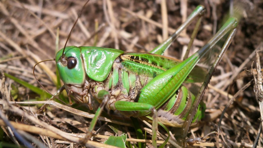Seinen Namen erhielt der Warzenbeisser aufgrund eines alten Volksglaubens. (Foto - Handout)