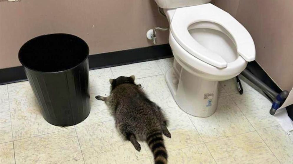 Retrouvé fin saoul aux toilettes!. Un drôle de cambrioleur fait des siennes dans un magasin d'alcool