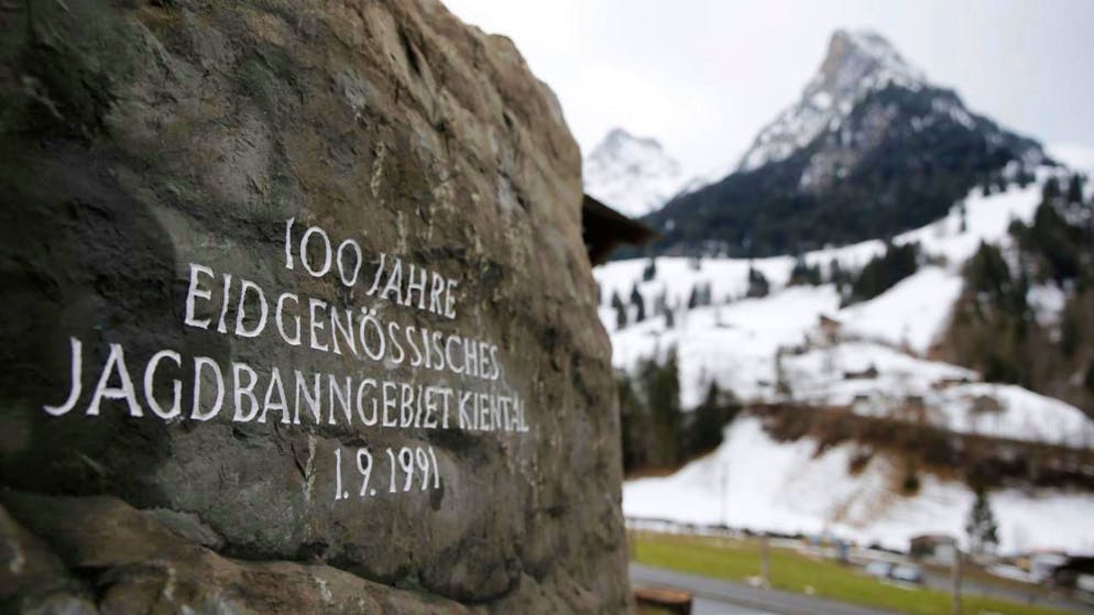 Auch im über hundertjährigen Jagdbanngebiet Kiental BE sollen künftig Wölfe, für die eine Abschussbewilligung vorliegt, erlegt werden können. (Archivbild)