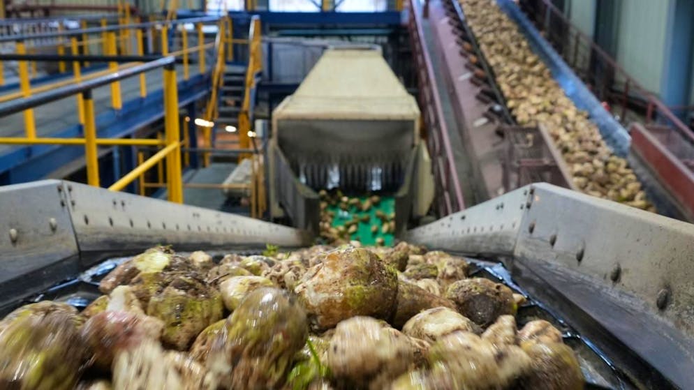 Verarbeitung von Rüben zu Zucker. Die Zuckerfabrik in Frauenfeld steht wegen eines Defekts weiterhin still. (Archivbild)