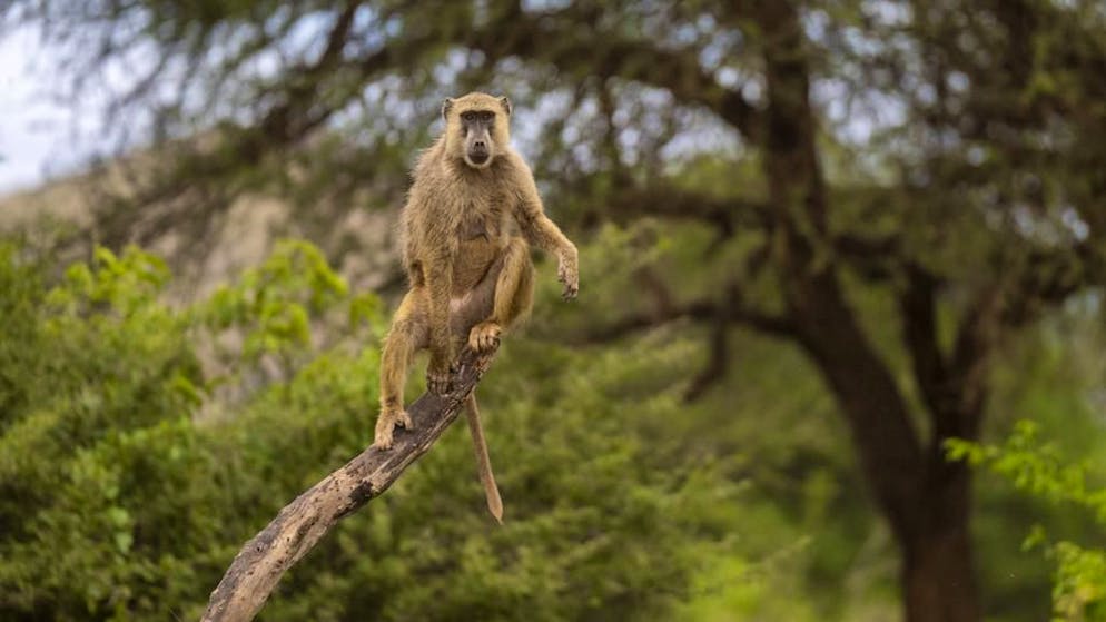 Ecco come mai. Dal 2010 i boschi africani emettono più CO₂ di quanta ne intrappolino