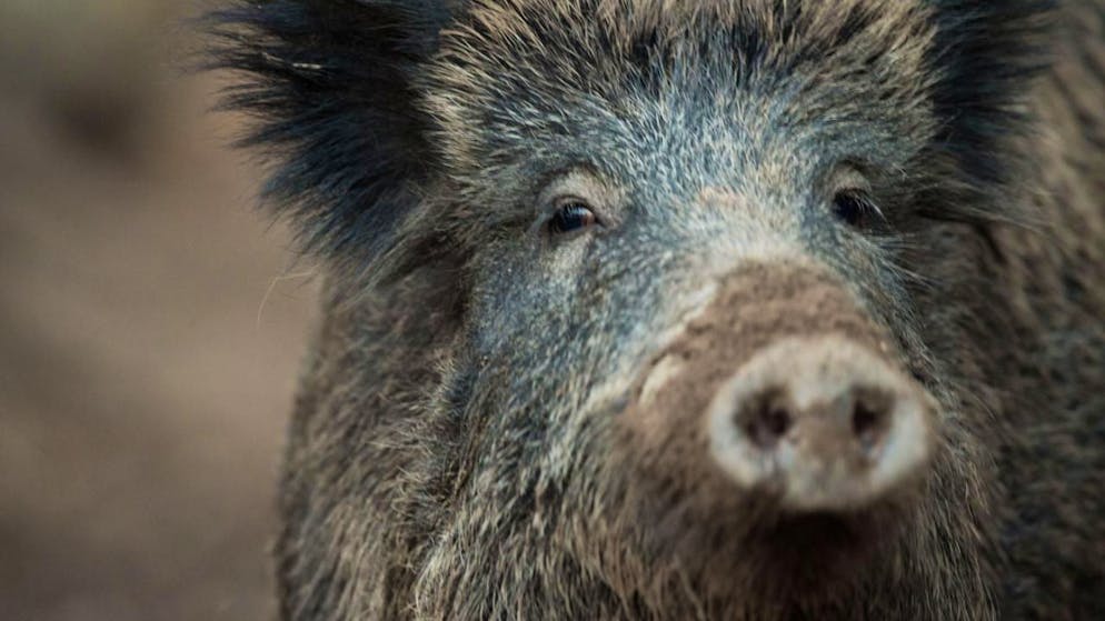 Festgestellt wurde das Schweinepest-Virus bisher bei nun in Katalonien verendeten Wildschweinen. (Archivbild)