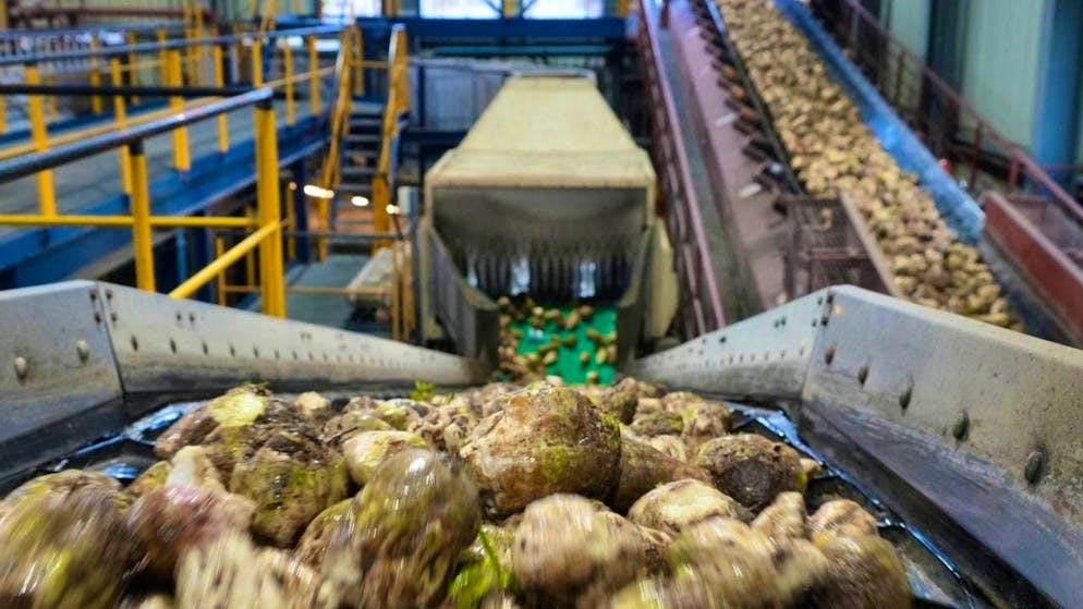 Processing beet into sugar. The sugar factory in Frauenfeld remains at a standstill due to a defect. (archive picture)