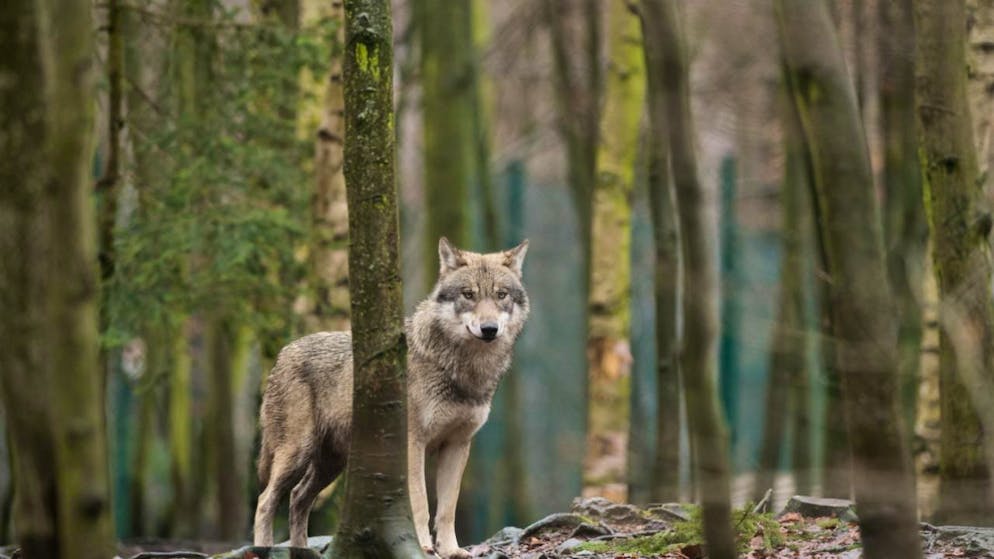 Le mozioni accolte oggi ampliano la nuova legge sulla caccia, che già agevola l'eliminazione dei lupi (foto d'archivio)