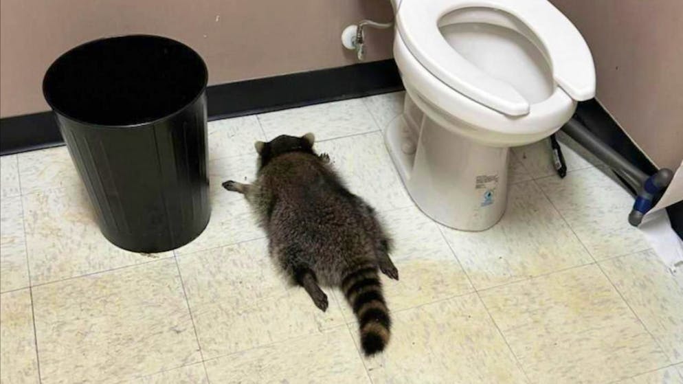 Il procione è stato trovato svenuto sul pavimento del bagno.