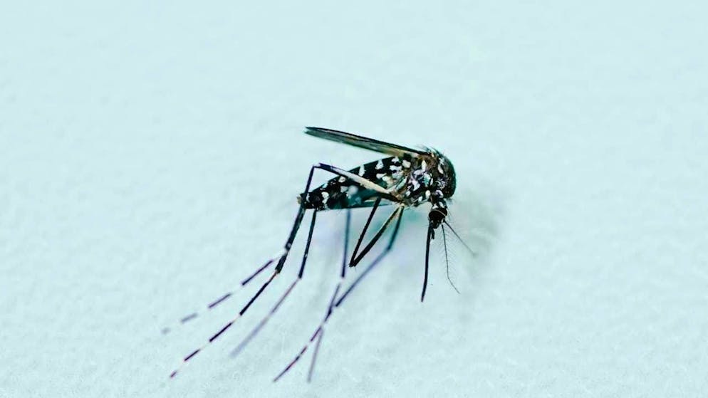 Tiger mosquitoes can also transmit West Nile virus. (symbolic image)