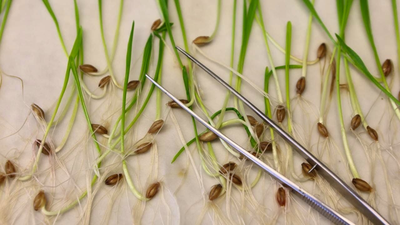 Europa. Gentechnik im Supermarkt: EU-Einigung auf laxere Regeln