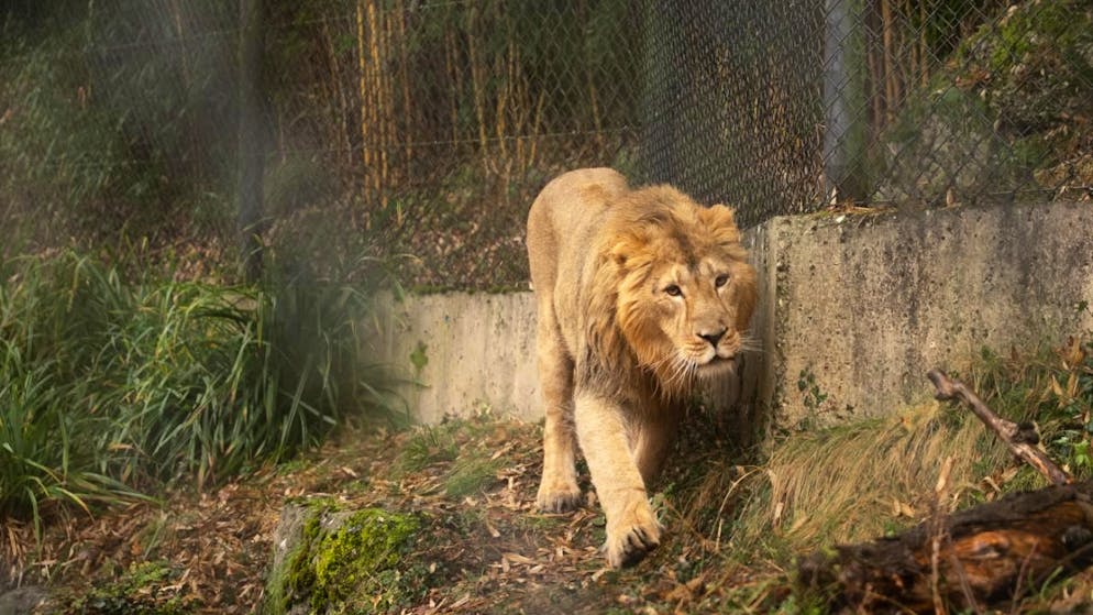 Löwenkater Jadoo beschnuppert neue Umgebung im Zoo Zürich - Gallery. Löwenkater Jadoo erkundigt sein neues Zuhause im Zoo Zürich. Bald darf er mit den beiden Weibchen zusammenziehen.