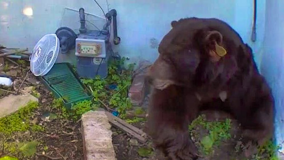 Ecco il video. Orso nero gigante si annida sotto casa - proprietario preoccupato