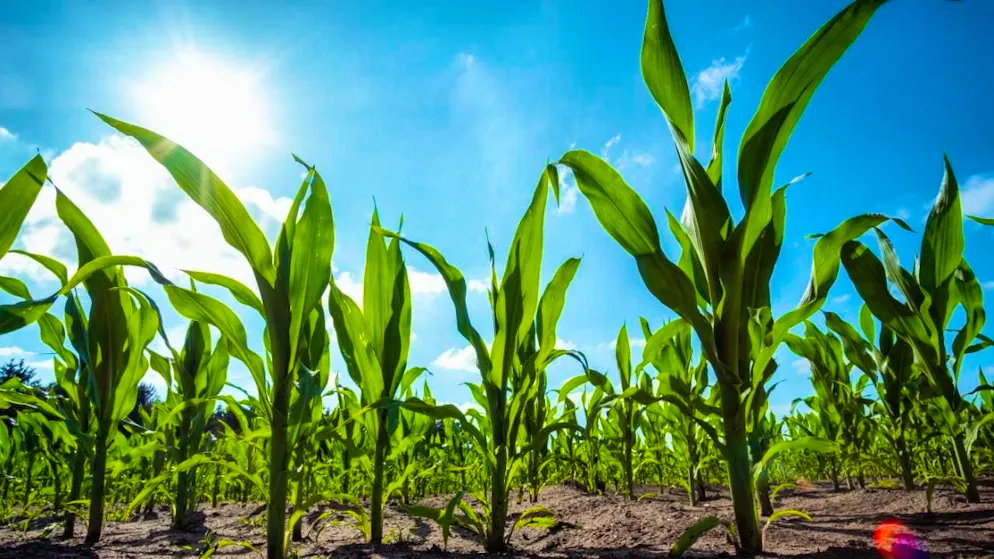 Negotiators from the EU member states and the European Parliament agreed to relax the previously strict EU genetic engineering rules. (archive picture)