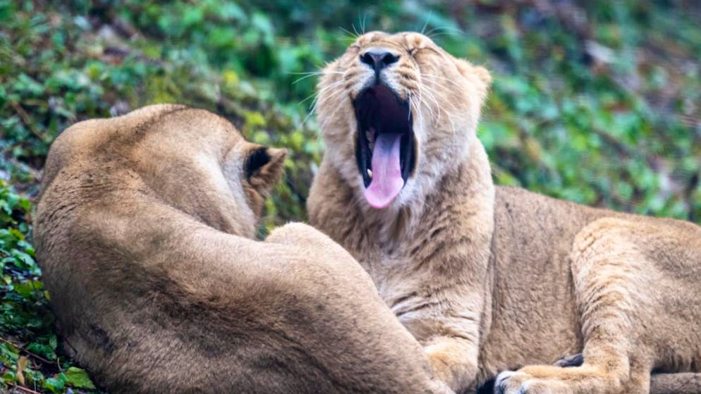 Löwenkater Jadoo beschnuppert neue Umgebung im Zoo Zürich - Gallery. Die beiden Löwinnen Xallu und Xolani müssen sich noch etwas gedulden, bis Löwenkater Jadoo zu ihnen stösst.