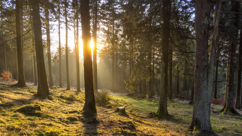 Una svolta?. Famiglia nel bosco, oggi la decisione sui figli: nuove relazioni favoriscono i genitori