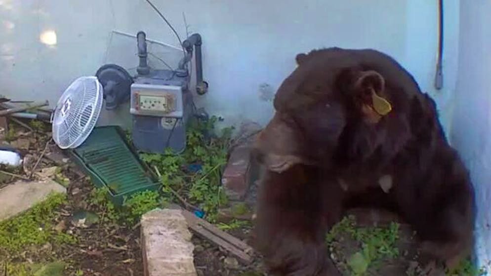 Mitbewohner mit Krallen. Riesiger Schwarzbär nistet sich unter Haus ein – Besitzer in Sorge