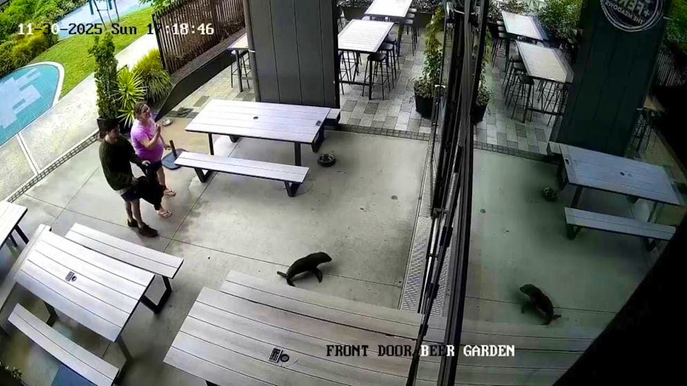 Un cucciolo di foca è entra in un pub di Richmond in Nuova Zelanda.