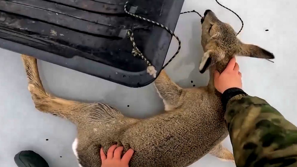 «Ganz ruhig, alles wird gut». Rehe rutschen in die Falle – Fischer retten sie vom gefrorenen See