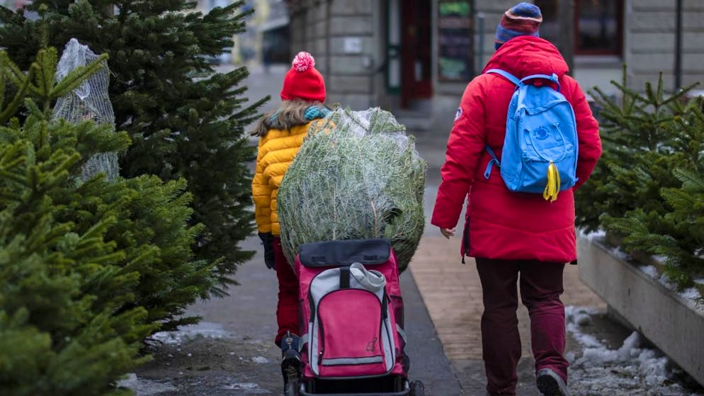 Tradition appréciée. Un peu moins de deux millions de sapins de Noël vendus chaque année