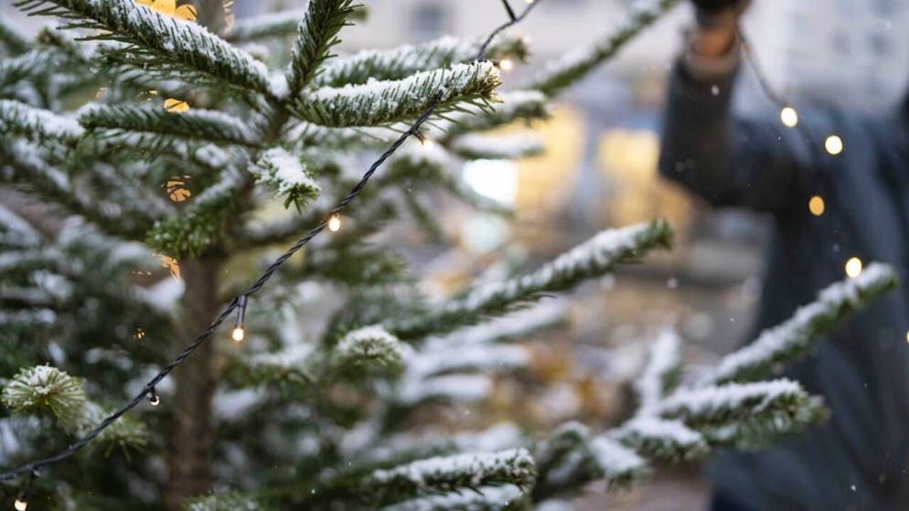 Feste. Alberi di Natale: ecco qual è il preferito dagli svizzeri