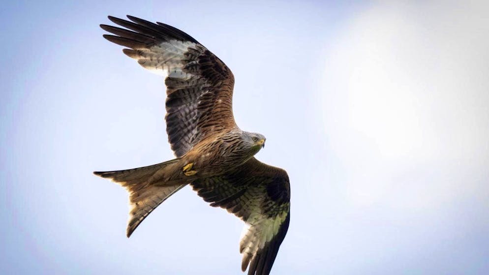 Red kites feed partly on animals run over by road traffic.