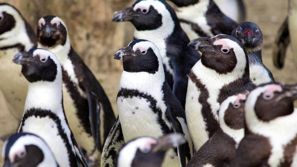 African penguins live on the south coast of Africa and are considered to be threatened with extinction.