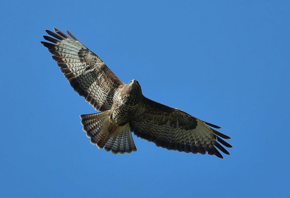 Une fois les confinements terminés, les rapaces ont à nouveau ajusté leur comportement et recommencé à privilégier la proximité des routes (photo d’illustration).
