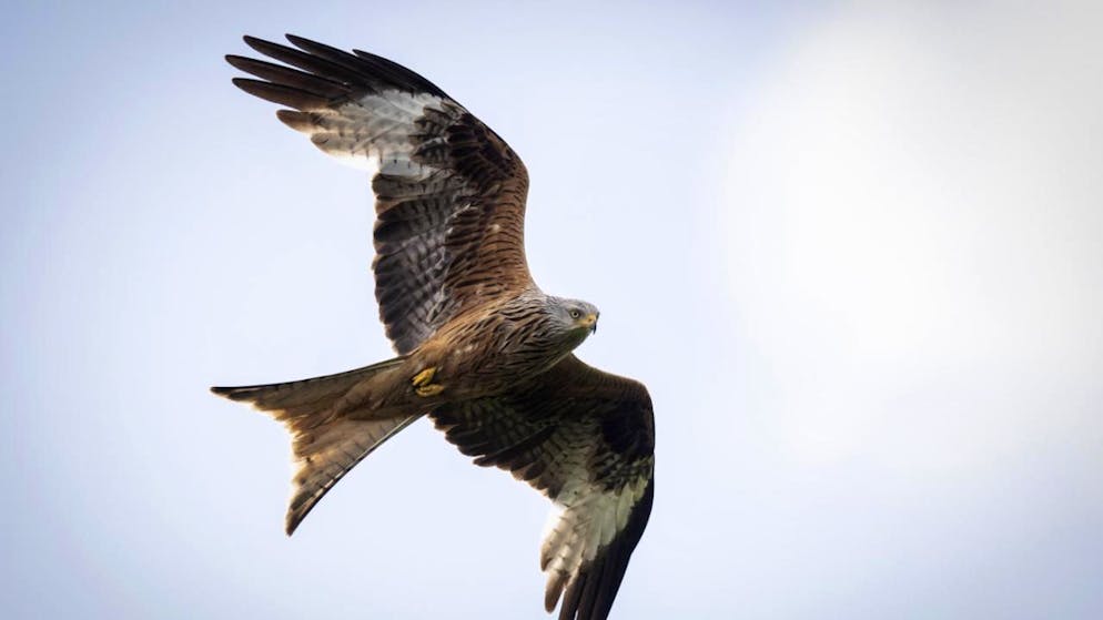 Jagdstrategie geändert. Deshalb haben Rotmilane während Corona Strassen gemieden