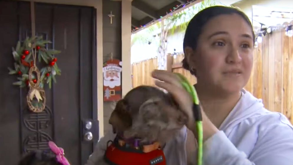 Von Kalifornien nach Michigan. Hund verschwindet – und kehrt fünf Jahre später zur Besitzerin zurück