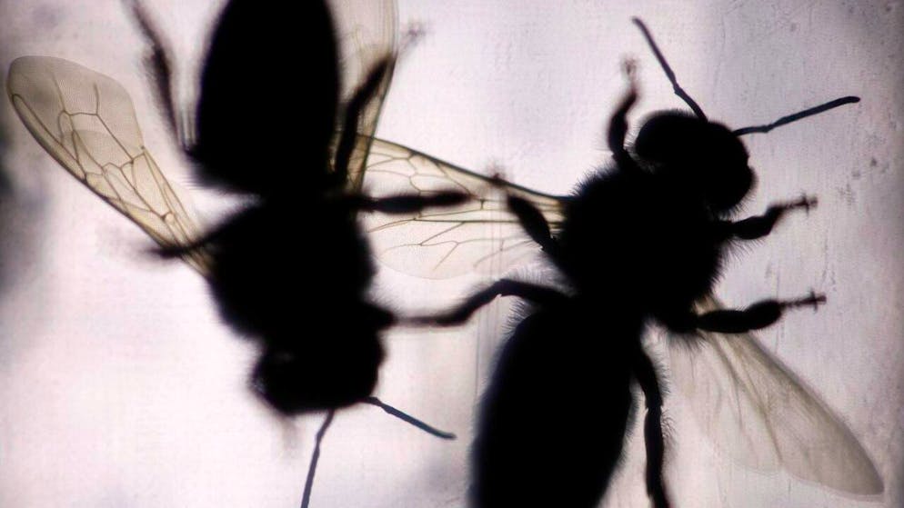 Entomologia. I radar meteorologici per studiare gli insetti in volo