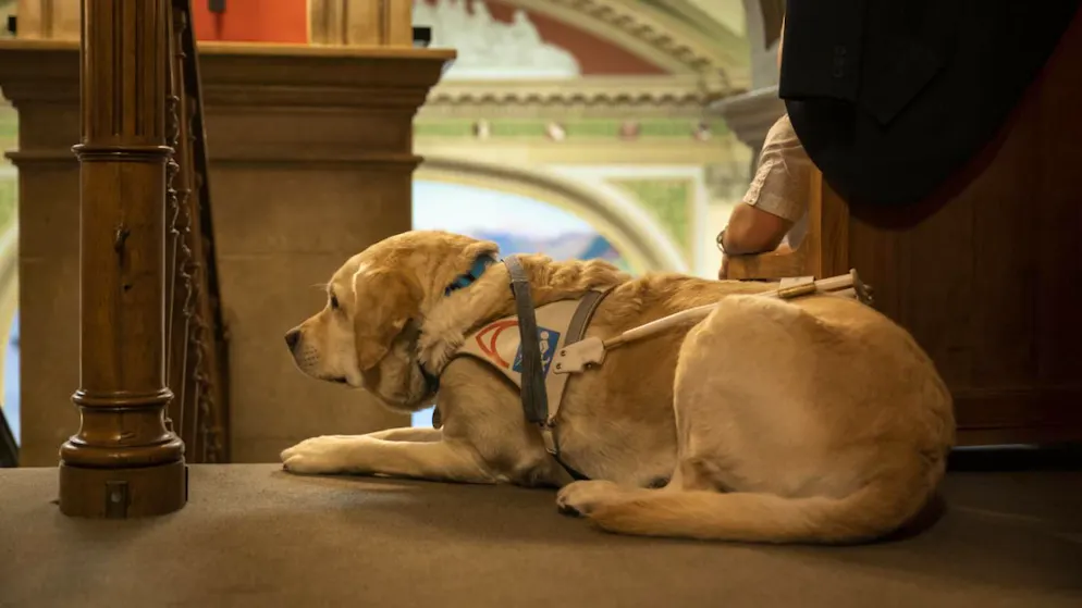 Actuellement, la Suisse ne dispose pas de cadre réglementaire spécifique concernant la formation et la certification des organisations formatrices de chiens d'assistance et d'alerte médicale (archives).