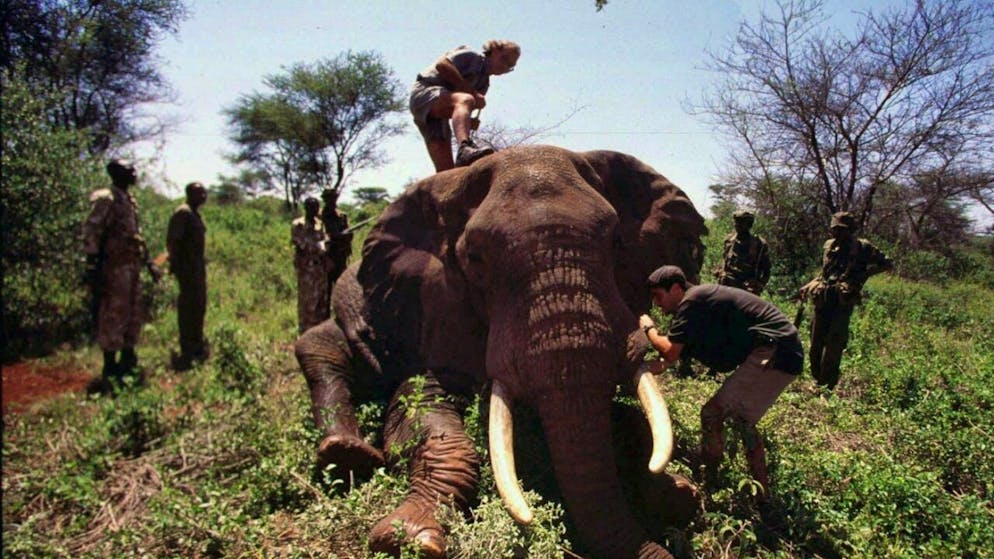 Lo zoologo Iain Douglas-Hamilton sopra un elefante al quale viene applicato un collare con GPS. (foto del 1998)