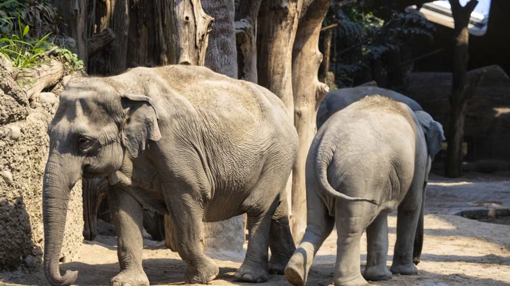 In der Wildnis Afrikas haben Elefanten oft Mühe, an ausreichend Salz zu kommen. (Symbolbild)