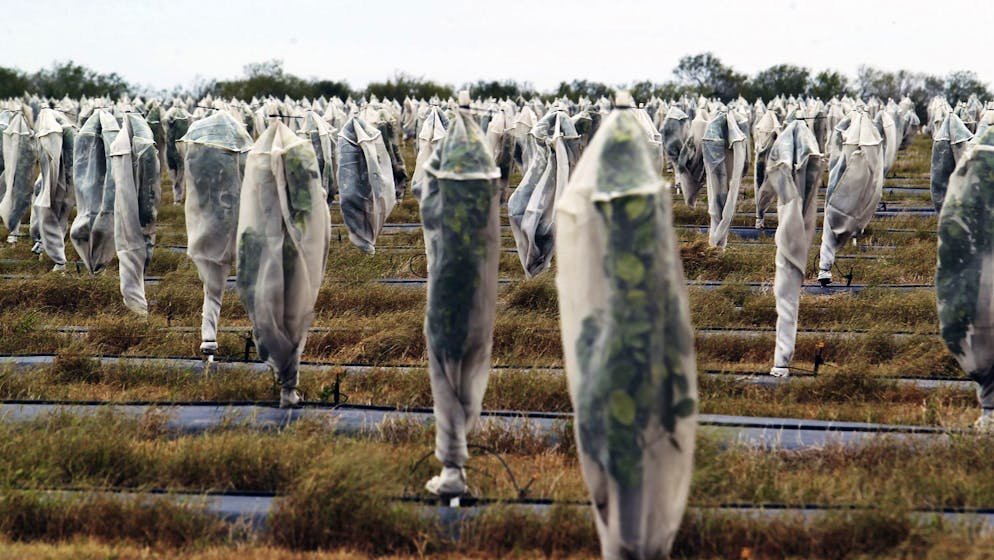 Junge Zitrusbäume in Texas werden mit Wasser aus Mexiko bewässert. (Archivbild)