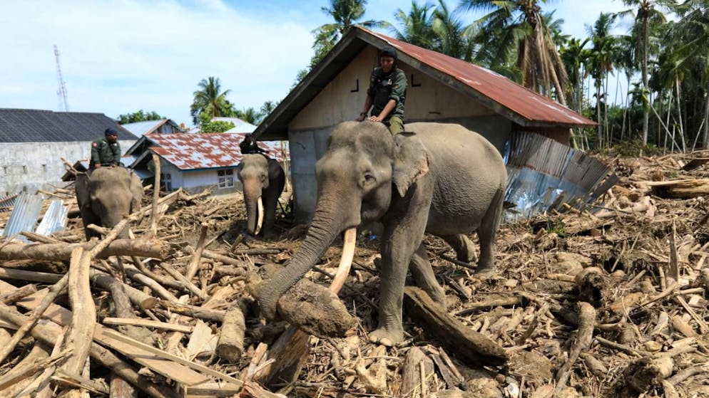 Dopo le inondazioni. L'Indonesia manda gli elefanti a rimuovere le macerie