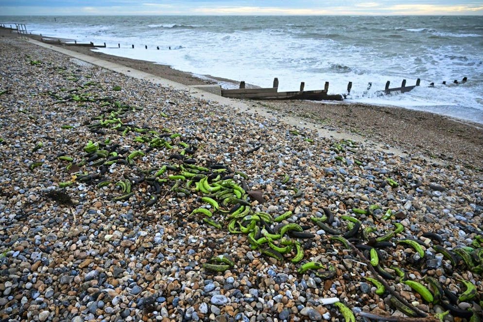 Les autorités ont appelé le public à ne pas consommer les fruits échoués sur le rivage.