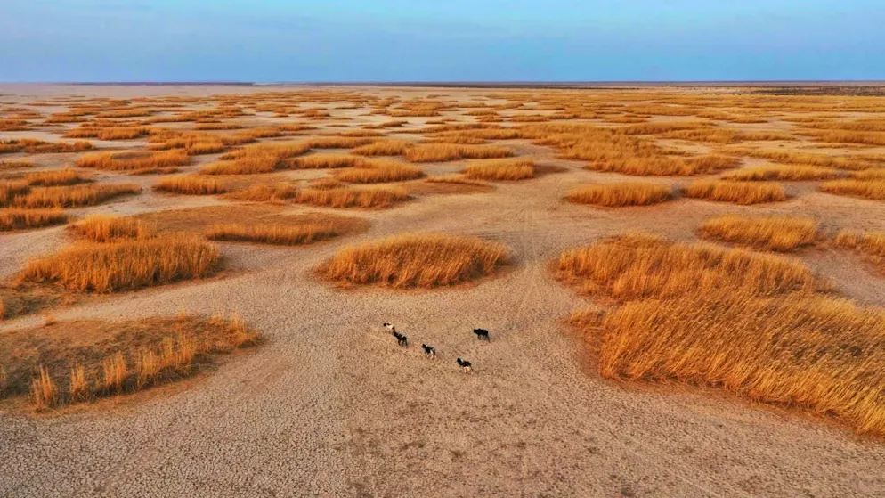 ARCHIVE - Cattle move through the dried-up Lake Hamun (aerial view). The Iranian province of Sistan and Balochistan is affected by drought and water shortages. Photo: Mohammad Dehdast/dpa