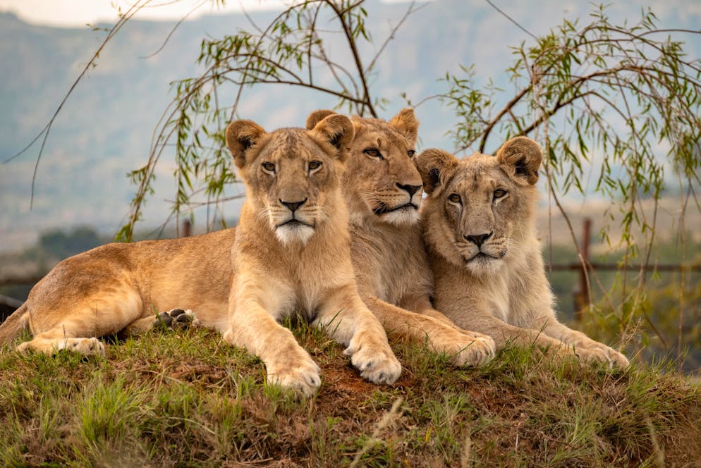 Les jeunes lions sont naturellement joueurs et curieux, mais ils restent craintifs vis-à-vis des humains.