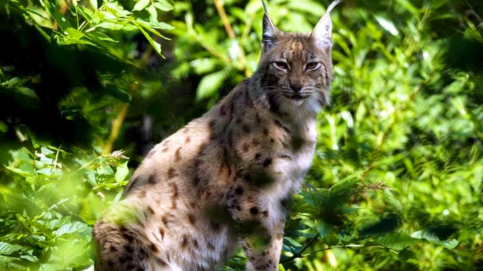 Le lynx a fait son retour dans le Jura français après sa réintroduction en Suisse (archives).