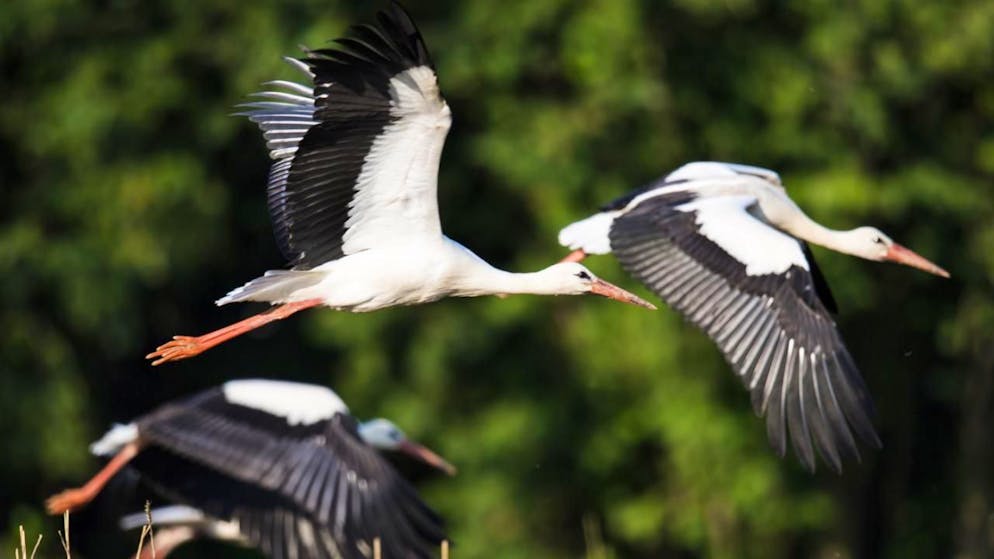 Grippe aviaire. Plusieurs centaines de cigognes retrouvées mortes près de Madrid