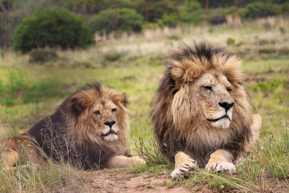 Maru et Jengo, deux lions sauvés par le centre, ont trouvé sécurité et tranquillité à Lionsrock.