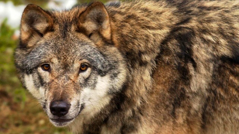 Seize loups ont perdu la vie en Valais, dont douze louveteaux depuis le 1er octobre dernier (photo d'illustration).