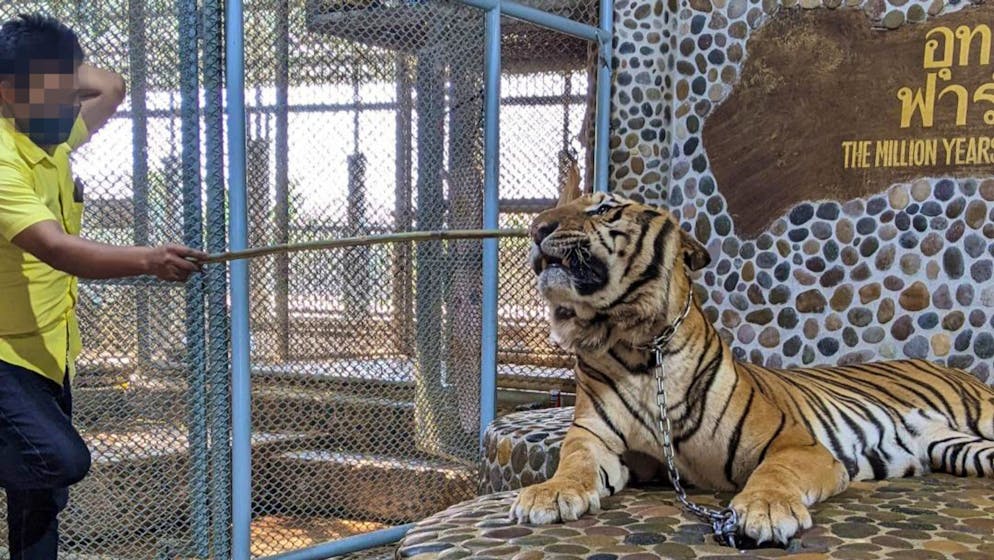 Un tigre dans une attraction touristique en Thaïlande. Privé de liberté pour divertir les visiteurs.