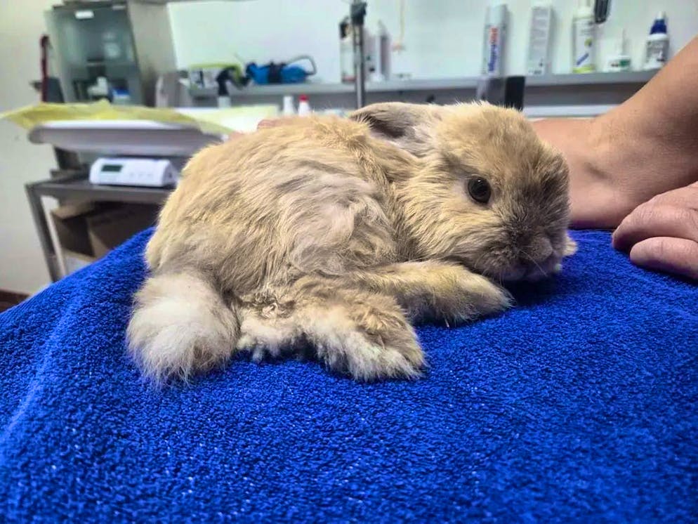 One of the abandoned rabbits after it was taken in by the animal shelter.