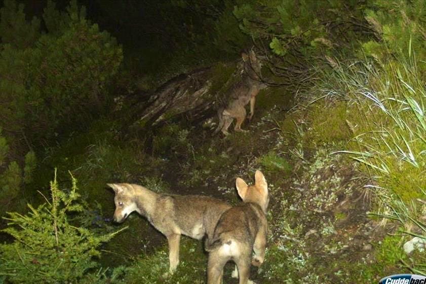 News. Surselva, un nuovo branco di lupi