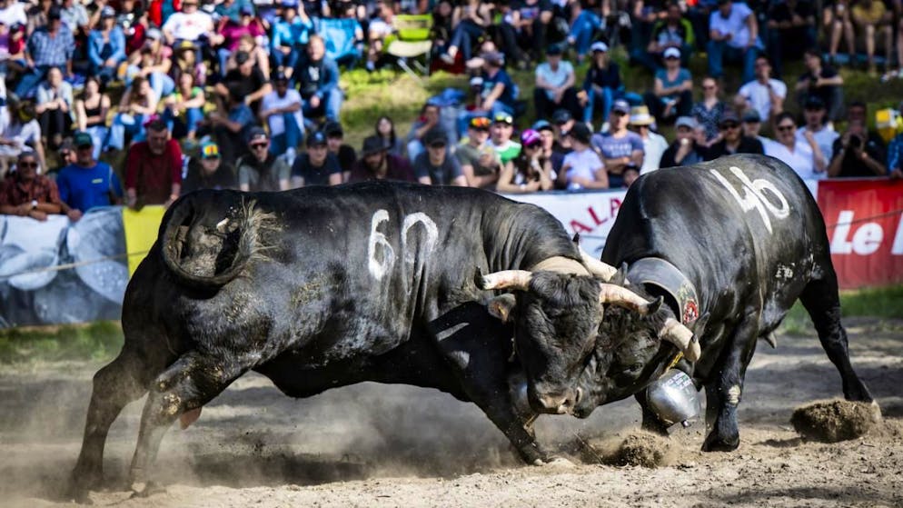 Tradition. Combats de reines : le Haut-Valais organisera la finale nationale
