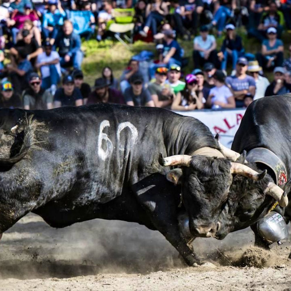 Tradition. Combats de reines : le Haut-Valais organisera la finale nationale